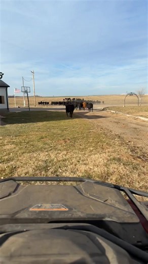 Experience the Thrill of Cattle Drives in Farmlife