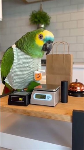 Green-cheeked Amazon Runs Self-Checkout, Approves Peppers