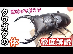A thorough explanation of the stag beetle body [Stag beetle breeding]