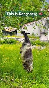 Visit Kongsberg in summer 🇳🇴 #norgerundt #lågdalsmuseet #goaldigger #travel #visitnorway #animals