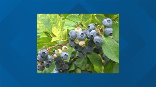 Heat makes for a better berry: Blueberry Hill Farm breaks down how to harvest
