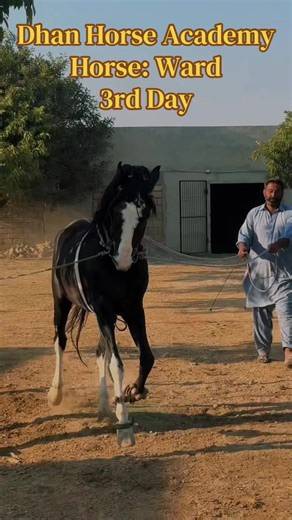 The Beauty of Horses in Chakwalian