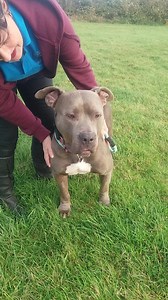 633 reactions · 227 shares | Beautiful lioness Elsa is looking for a foster/forever home. She's a beautiful,friendly girl who loves to be out on her walks. Elsa is not used to being in a home environment so will take some training and patience to settle. She is looking for a pet free,adult only home with experience of large breed dogs.Elsa is a BIG girl! More details can be found on our website. | Staffie and Stray Rescue | Facebook