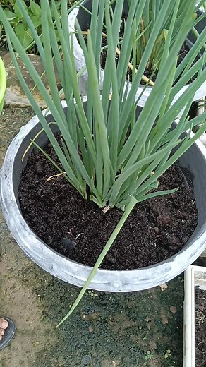 Manfaat bubuk cangkang telur #berkebun # #manfaatcangkangteluruntuktanaman # | Rumah Dedimini