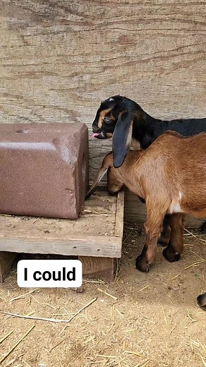 17K views · 235 reactions | My twin baby goats are just too cute in this video. #cutebabygoats | Cotton Bean Farms | Facebook