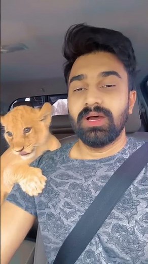 Cute Lion Cub 🫶🏻 Love in her eyes ❤️😭 #lion #lioncub #hilux #car #ytdictator #viral