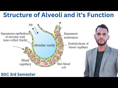 Structure of Alveoli and it's Function | Science important class