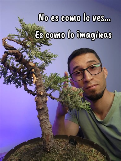 El primer diseño de tu bonsái, no siempre es el más bonito, el primer diseño te ayuda a posicionar ramas y establecer su estructura primaria. #bonsaiato