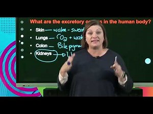 Life Sciences Grd 11 The Excretory System In Humans Revision S1