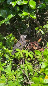 Behold the common grackle, a shimmery iridescent blackbird whose adult plumage is a profusion of metallic hues, in its magnificent fledgling stage! Remember: Fledglings by definition don’t fly well. If you see one on the ground, that doesn’t mean it needs help. As long as it can hop and is covered in feathers, it’s a normal fledgling and is OK. The parents are nearby and taking care of it. | Wild Bird Fund