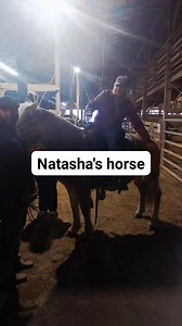 5.3K views · 85 reactions | Girl math says if you go to the auction and buy a Haflinger for your friend, it’s not yours. If it stays at your barn, it’s still not yours… because it’s your friend’s. I don’t make the rules. Y’all welcome Natasha’s new Haflinger, Dolly 癩 | Alecia Davis Geddings | Facebook