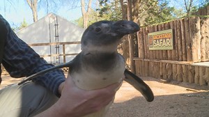 Dallas Zoo prices slide down to $10 for Penguin Days