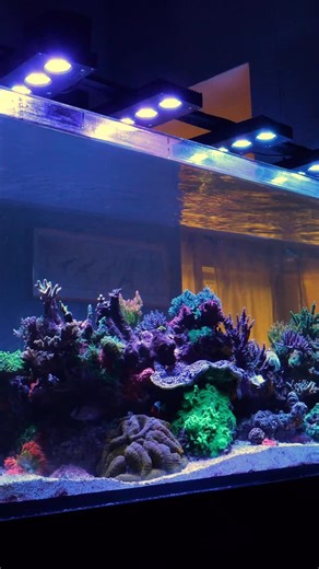Vic and the team have landed in Oregon to see one of the most Acropora-dominated reef tanks we’ve ever filmed. This 140-gallon masterpiece belongs to Brad, who actually works for our previous guest Travis at Upscales Fish and Reptiles. With an incredible mix of SPS corals thriving in every inch, Brad’s tank is a true showcase of what’s possible when passion and precision collide in reefing. Link in bio | World Wide Corals, Inc.