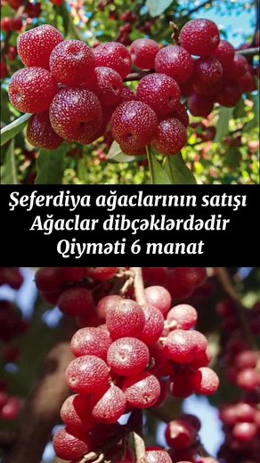 Growing and Harvesting Currants in Spring