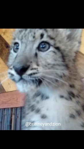 Most people have never heard this: a snow leopard chuffing! (Drafts because I'm headed to Nepal!)