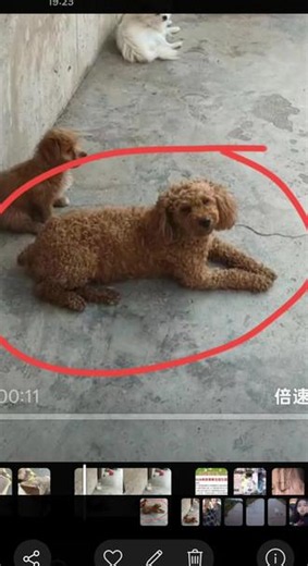 提供线索或归还者一定重谢！又找你的一天，希望你早点回来。路上又捡了只小可怜