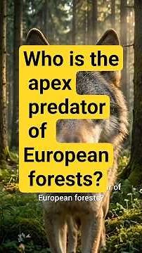 Who is the apex predator of European forests?