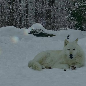 551K views · 10K reactions | Nobody does a full moon better than wolves  #StandForWolves | Wolf Conservation Center | Facebook