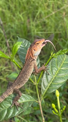 Hungry Lizard Hunting for Food Amazing Feeding Time! #shorts #trending #yourubeshorts #lizard # new