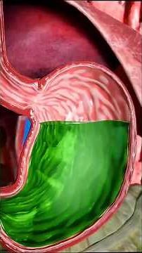 This Protect Our Stomach From Acid