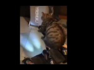 Cat on hoverboard meme