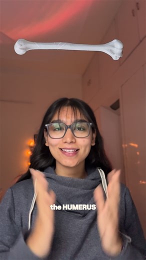 Arpita S. 🌙 on Instagram: "The HUMERUS 🦴 Upper limb bones part 3 📌HUMERUS – Muscle Attachments • Greater tubercle → Supraspinatus, Infraspinatus, Teres minor • Lesser tubercle → Subscapularis • Intertubercular sulcus (Bicipital groove) → Pectoralis major (lateral lip) Latissimus dorsi (floor) Teres major (medial lip) • Deltoid tuberosity → Deltoid • Medial shaft → Coracobrachialis • Posterior shaft → Triceps brachii (lateral & medial heads) • Lateral supracondylar ridge → Brachioradialis Exte