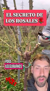El secreto de los Rosales 🌹LA PODA ✂️#rosales #rosas #rosal #poda #jardin #flores #plantas | Planeta Jardin