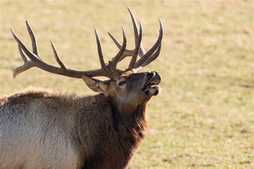 Elk poached, left as waste in southern Mo.; MDC investigating