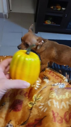 SCARY PUPPY SITTING !#fyp #foryoupage #comedy #halloween