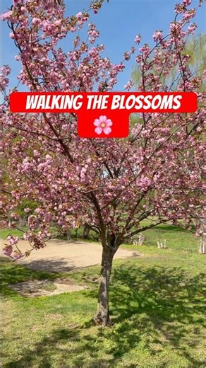 Walking Among Cherry Blossoms 🌸 | Washington DC Tidal Basin Spring 2026 #viral #shortvideo