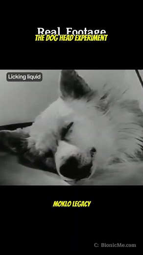 737K views · 13K reactions | The dog head experiment. | Moklo Legacy | Facebook