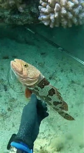 Diver Makes a Catch | Underwater Spearfishing Moment