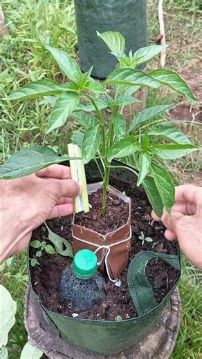 🌶️ Rahasia Lindungi Batang Cabai dari Hama Tanah! #tipsberkebun