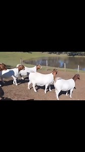 ‼️100% FULL BLOOD BOER GOAT PREGNANT DOE / FEMALES ‼️ @followers @top fans LIVESTOCK EXPORTERS SOUTH AFRICA,We are number one exporters of 100% FULL BOER GOATS, a few of our other Live stocks include; 1.cattle, 2.dairy, 3.sheep, 4rabbits, 5.ostrich, 6.Turkey, 7.Boer GoatsAnd a well-developed poultry and egg industry .On all inquiries on our Premium Quality Livestock, contact;Email: info.livestockexporters@gmail.com Call / Text / Whatsapp : 27 (0) 680 718 656Thanks and best regards,Friedrich.Wher
