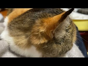 猫って素晴らしい。耳の後ろの毛とか。