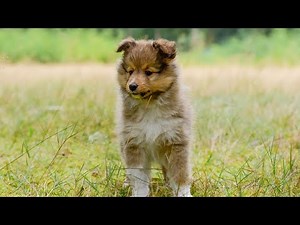 Leash Training for Shetland Sheepdogs Tips for a Happy and Well Behaved Companion