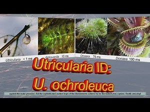 Utricularia ID: U. ochroleuca