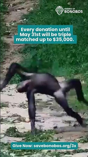 Triple Your Impact for Bonobos!