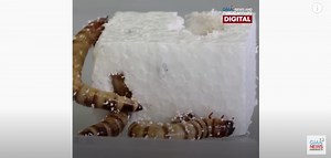 These ‘superworms’ can eat plastic waste