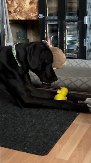 HOWLING GREAT DANE? #shorts