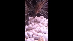 18 reactions | Lionfish Feeding Lionfish are voracious feeders. They...