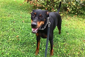 Doberman Pit (Doberman & Pitbull Mix) Info, Pictures, Facts, FAQs, and More