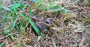 Static Video Western Rat Snake Pantherophis: Video có sẵn (100% miễn phí bản quyền) 1092001015 | Shutterstock