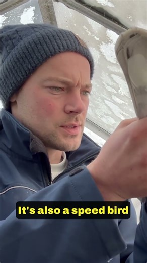 How to Breed Winning Pigeons with the Right Lineage #pigeonbreeding #racingpigeons