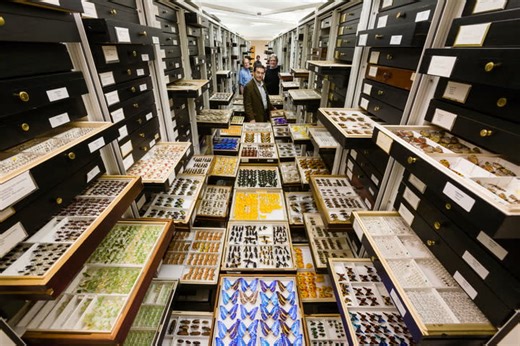 How the Smithsonian safeguards 148 million specimens