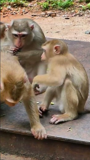 Life of Monkeys: Oh no, the mother monkey was too careless and let the baby fall and get hurt.