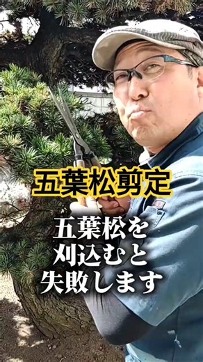 【#JapaneseWhitePine】Beginners, Do This First