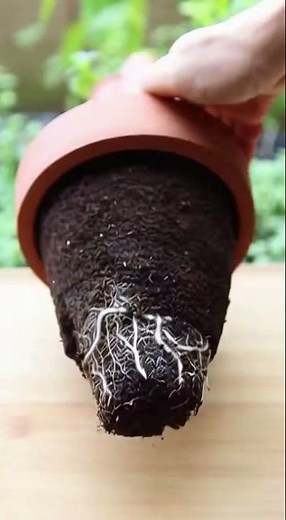 🌹🍅 How to plant roses using a tomato