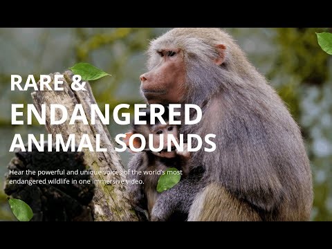 Rare & Endangered Animal Sounds | Hear the Voices of Wildlife in Danger for Conservation