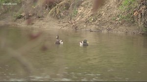 Does road salt harm the environment?